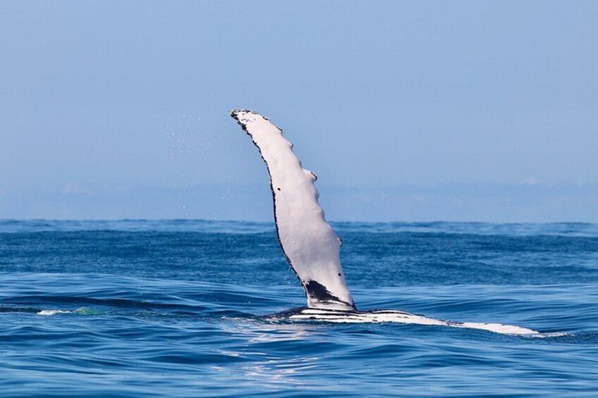 Whale pectoral fin 3
