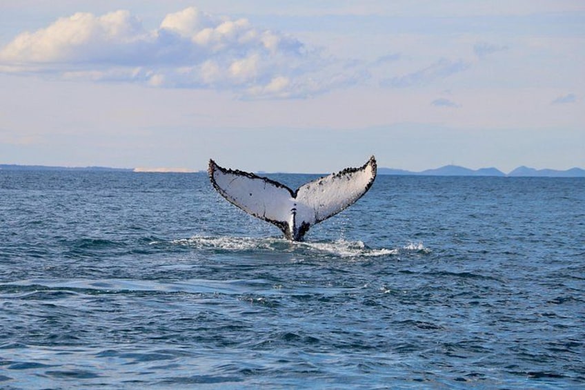Whale tail or fluke 2