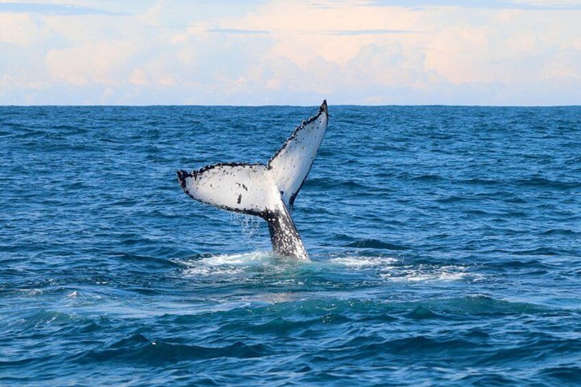 Whale Fluke 3