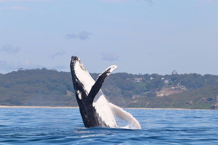 Whale breaching 2