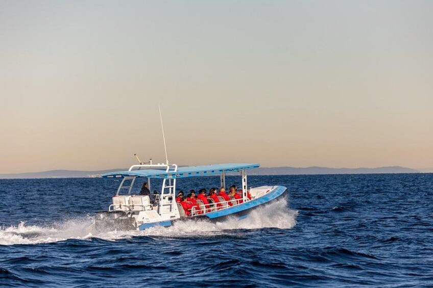 Fast whale watching boat 3