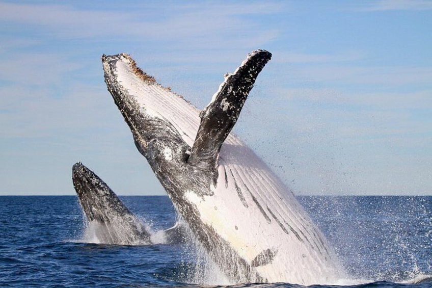 Humpback Whale Encounter Tour from Newcastle 5