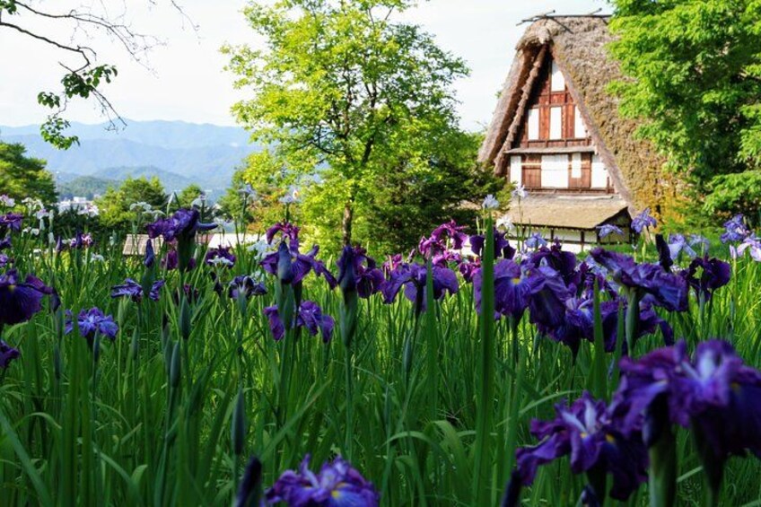 Ein Häuschen mit einem Reetdach, umgeben von einem Feld violetter Schwertlilien. 2