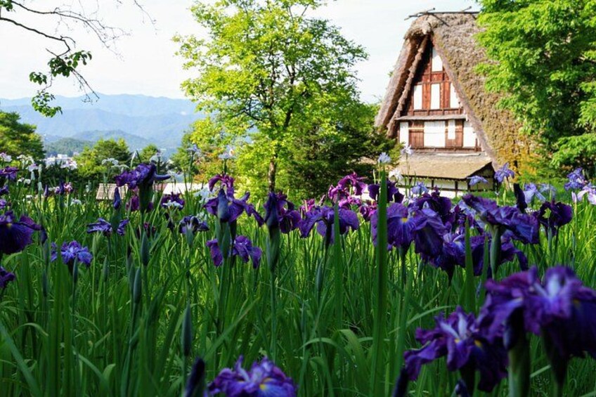 Une maison au toit de chaume, entourée d’un champ d’iris violets. 5