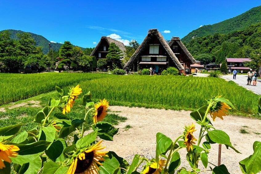 Ein traditionelles Haus mit einem Reetdach, umgeben von einem üppigen grünen Feld und einem strahlend blauen Himmel. 4