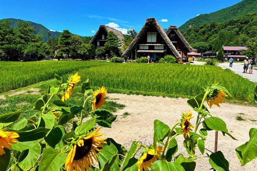 Una casa tradicional con techo de paja, un campo verde y girasoles. 3