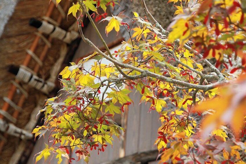 A tree with yellow and red leaves, a brick wall, and a wooden fence in the background. 2