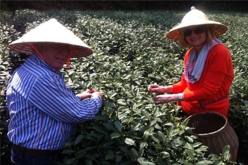 Two people harvesting tea plants in a field. 1