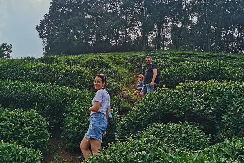 A person standing in a tea plantation with rows of tea bushes. 3