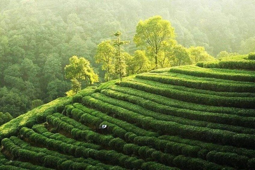 Terraced tea plantations with lush greenery and trees in the background. 4