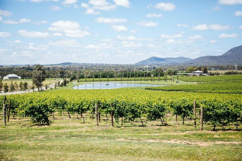 Enjoy beautiful views over vineyards 3