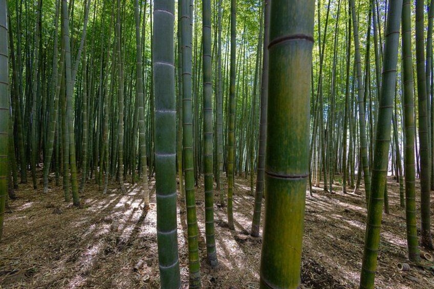 The Real Busan: Bamboo Forest, Coast and Local Life Full Day Tour 4
