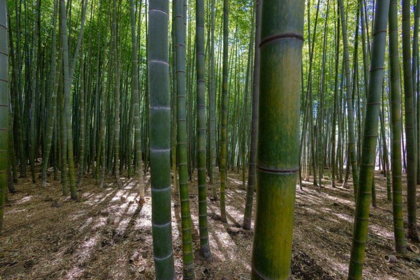 The Real Busan: Bamboo Forest, Coast and Local Life Full Day Tour 4