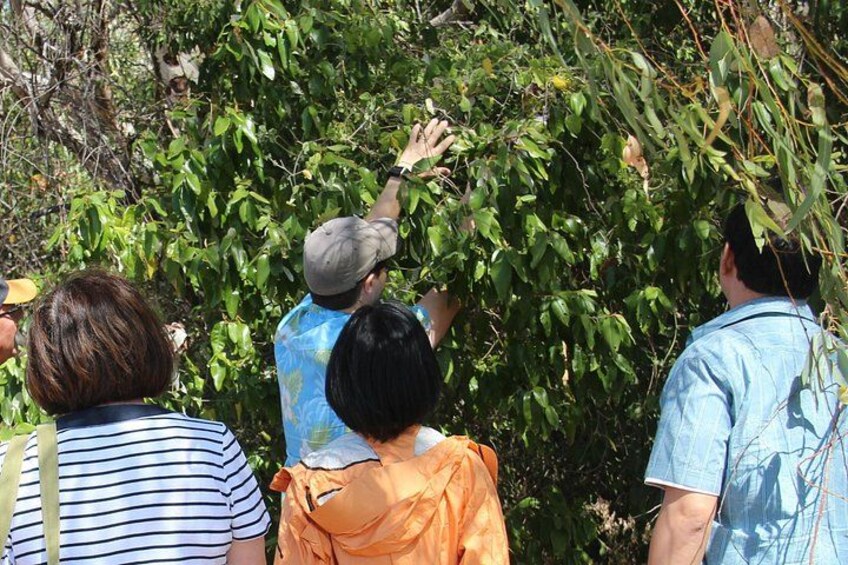 Searching for some bush tucker 2