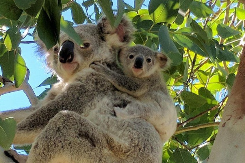 Koala mum and joey 3