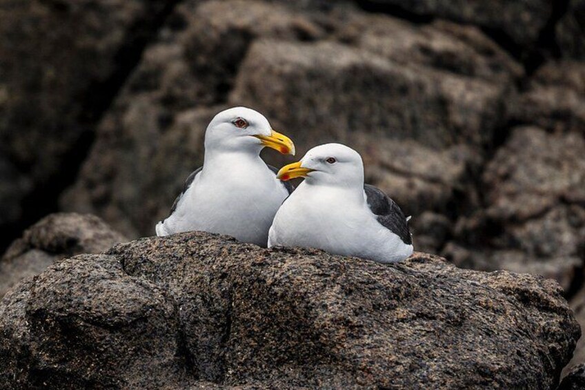 Gulls 4
