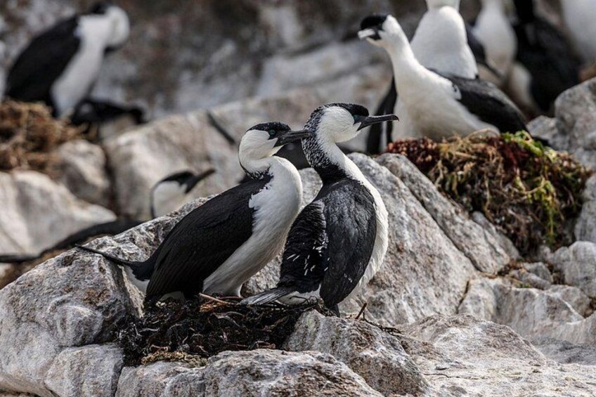 Cormorants 5
