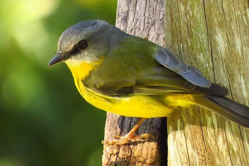 A bird perched on a wooden post. 5