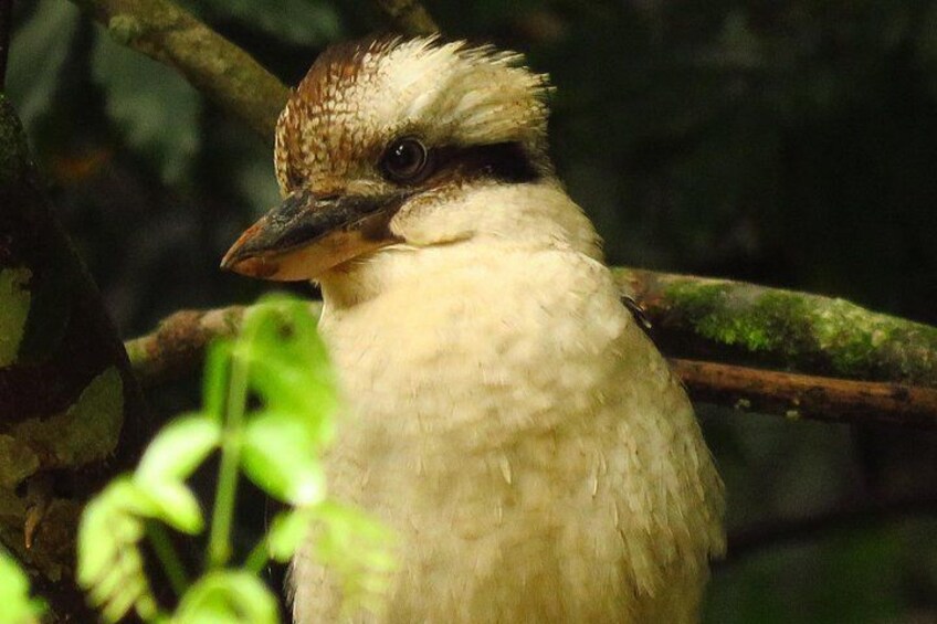 Een vogel zit op een tak, met groen bladgroen op de achtergrond. 3