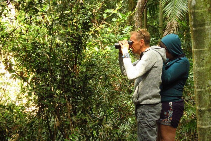 Two people using binoculars in a dense, green forest. 3