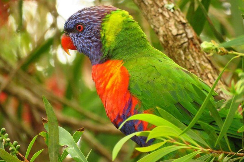 A colorful bird with green, red, and blue feathers, perched on a tree branch surrounded by green foliage. 4