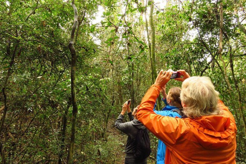 People in a forested area, some taking photos. 2