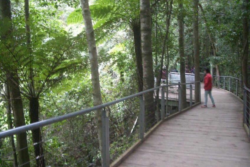 Forest Boardwalk 4