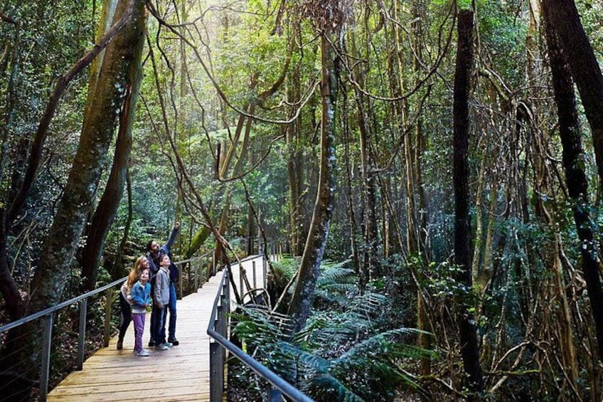 Forest boardwalk 4