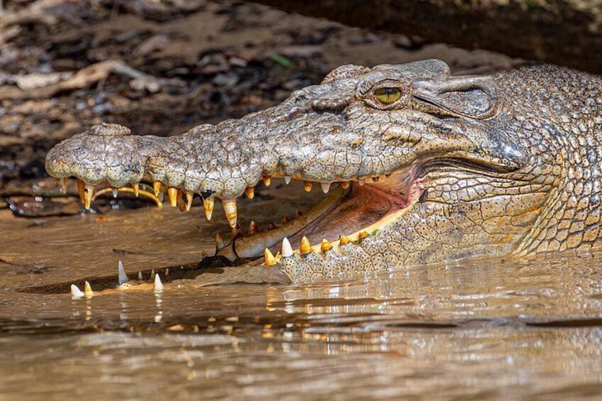 Saltwater Croc by Dom Chaplin 5