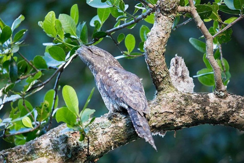 Papuan Frogmouth by Laurie Ross 4