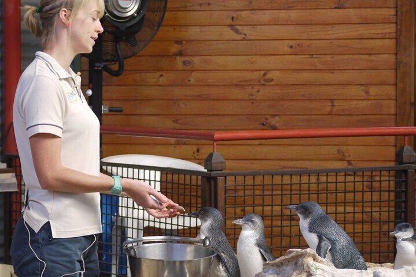 A person feeding penguins in a wooden enclosure. 5