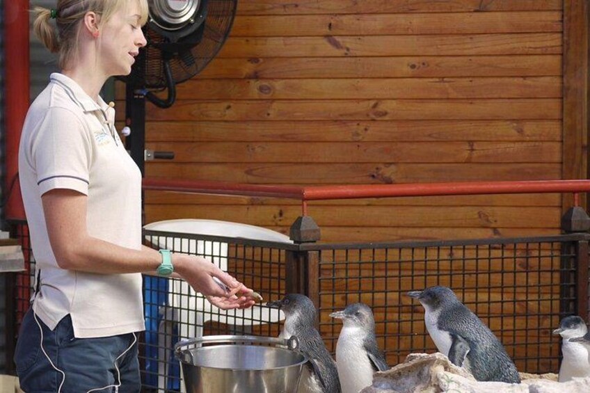 A person feeding penguins in a wooden enclosure. 2