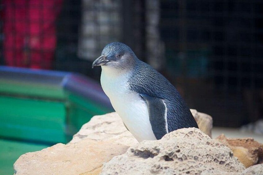 A penguin on rocks in a zoo enclosure. 1
