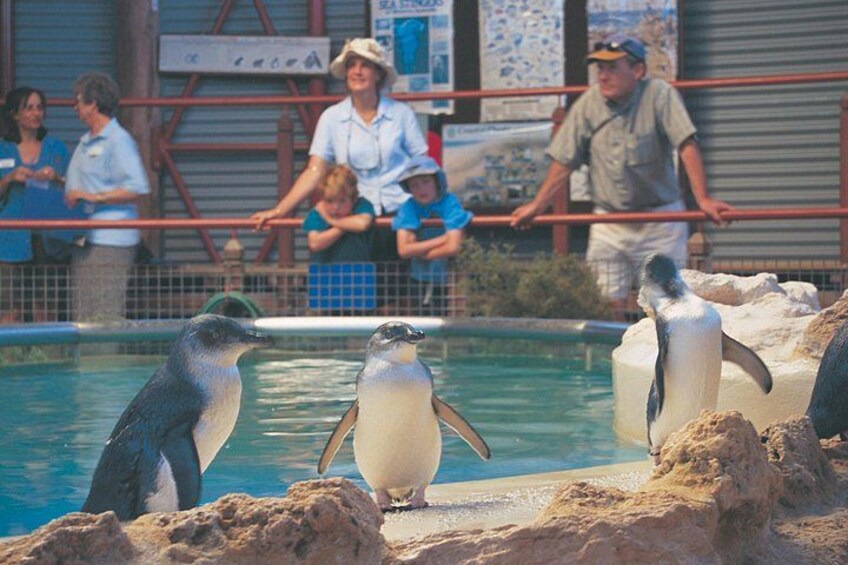 Penguins in a pool with spectators in the background. 3