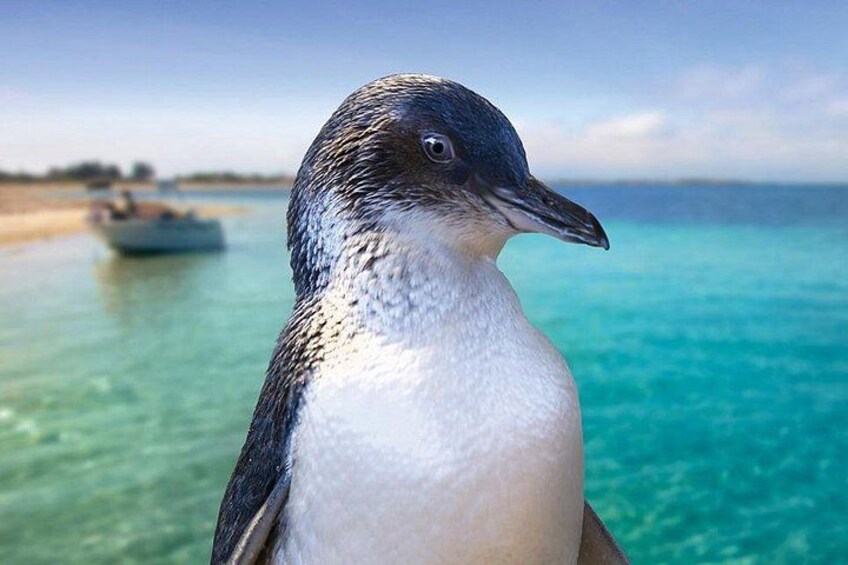 A penguin by a clear blue sea with a boat in the background. 2