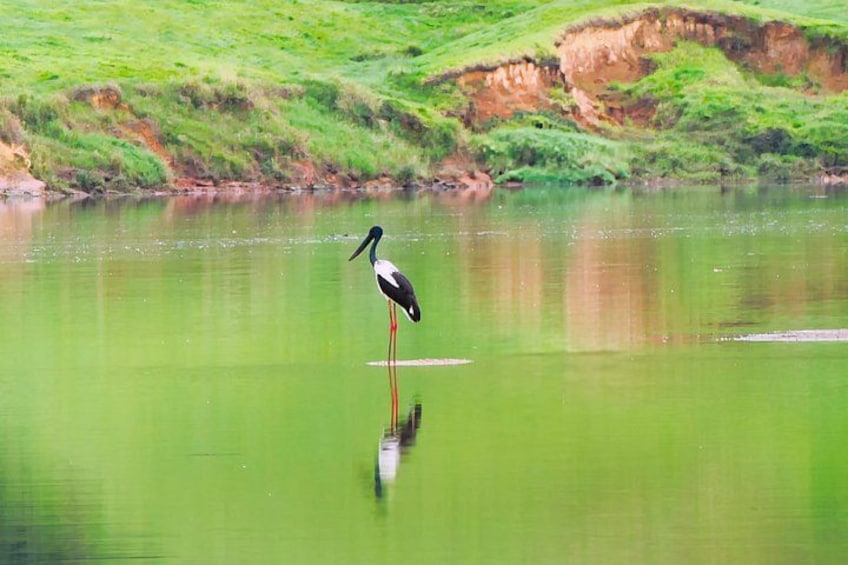 A heron standing in a calm body of water with green grass and a sloped land in the background. 4