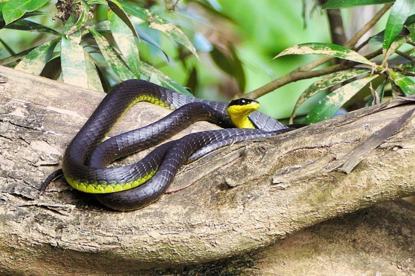 A snake on a tree branch in a natural setting. 2