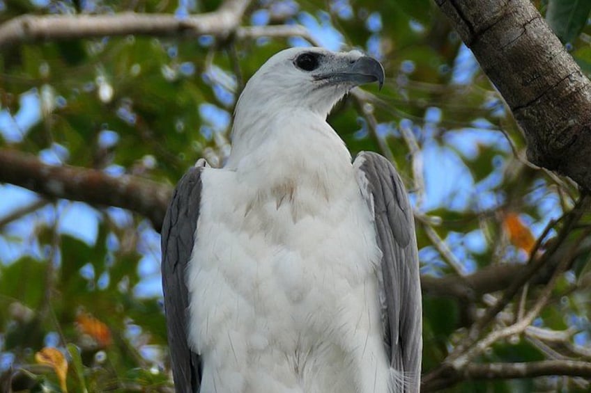 A bird perched on a tree branch. 3