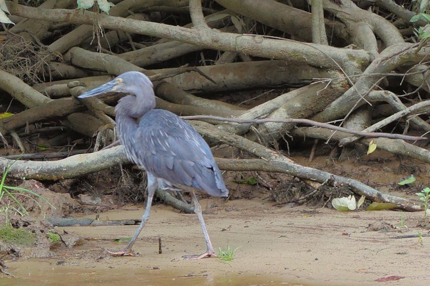 A heron standing in shallow water with a background of tangled branches. 5