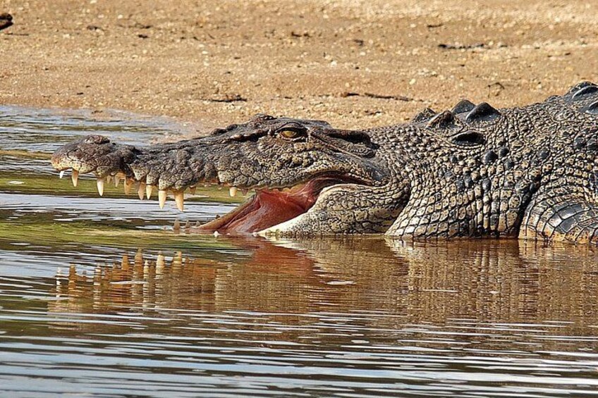 A crocodile partially submerged in water with its mouth open, revealing sharp teeth. 1