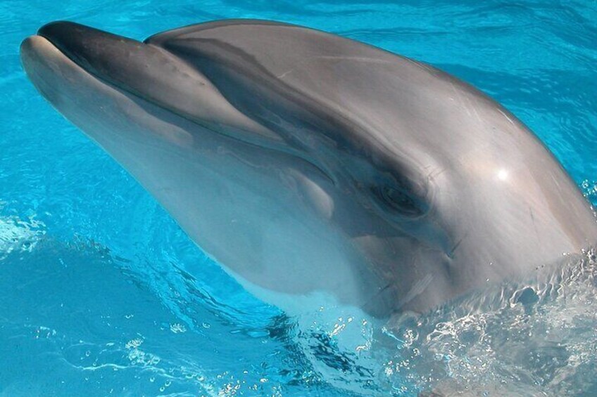A dolphin swimming in a pool. 5