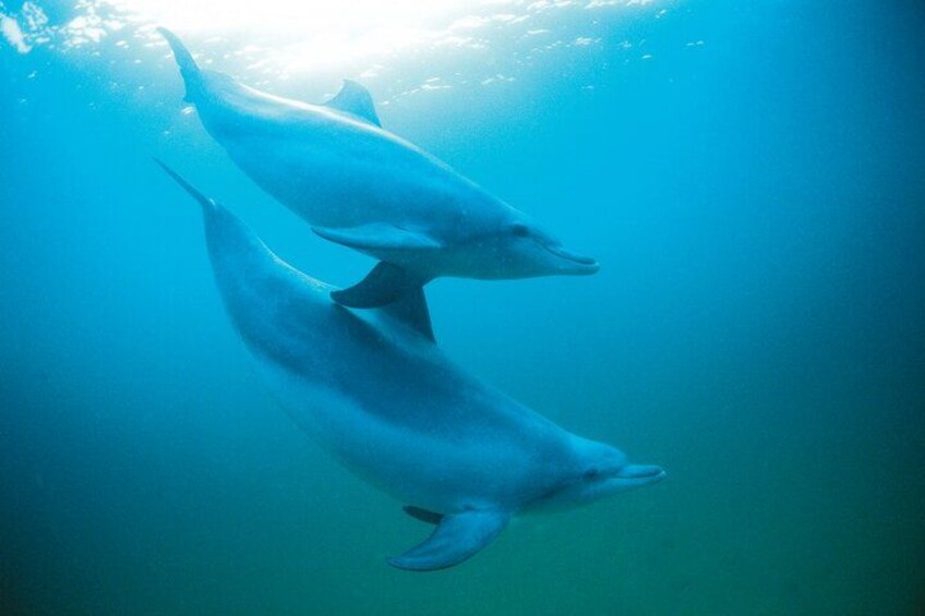 Two dolphins swimming underwater. 3