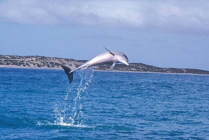 A dolphin leaping out of the water near a rocky coastline. 3