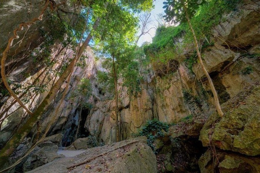 A forested cave entrance with rocky walls and hanging roots. 2