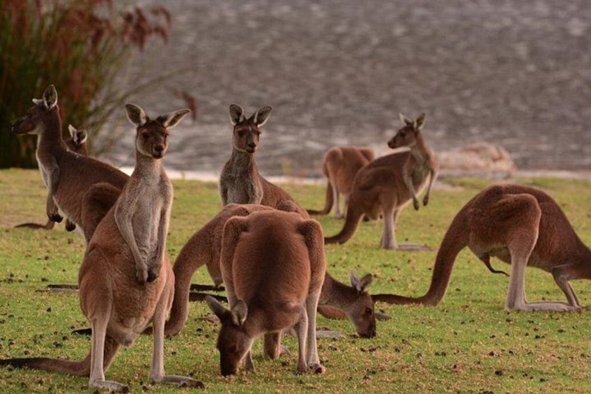 Kangaroos 1