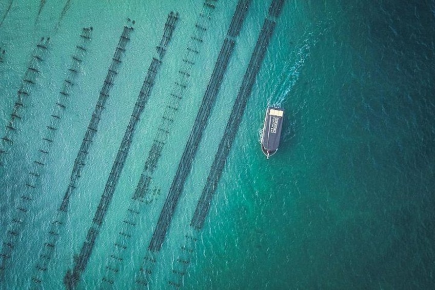 Coffin Bay Oyster Farm Tours Experience (City of Port Lincoln) 1