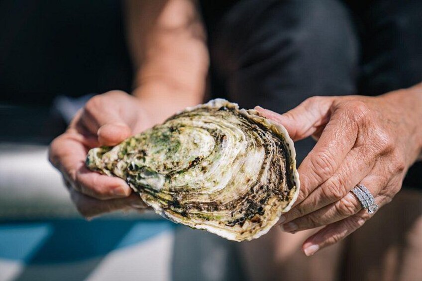 Fresh Coffin Bay Oyster (City of Port Lincoln) 4