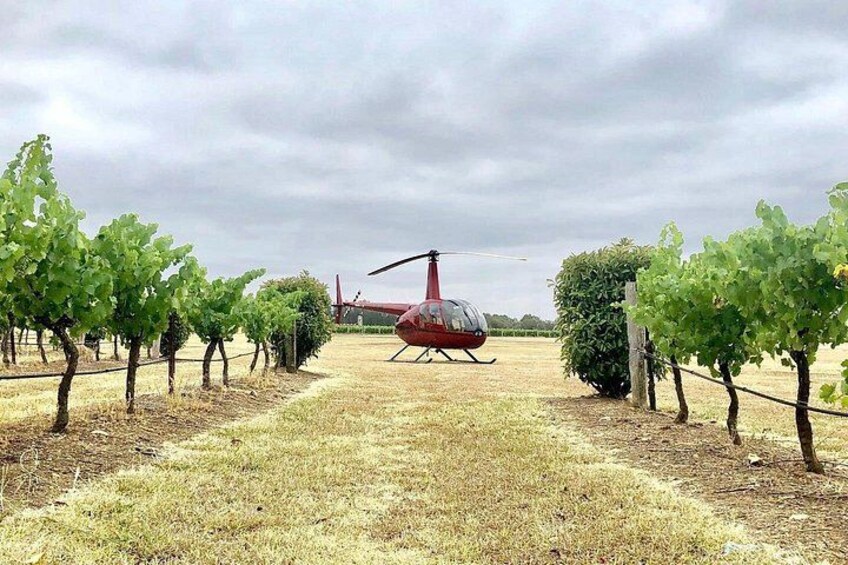 A red helicopter in a vineyard with rows of grapevines. 5