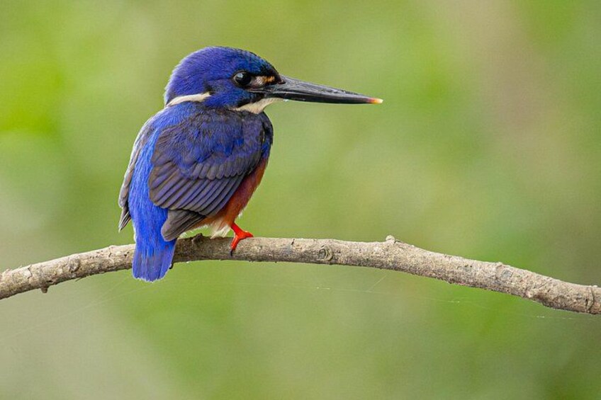 Ein Vogel mit blauem und rotem Gefieder sitzt auf einem Ast. 1