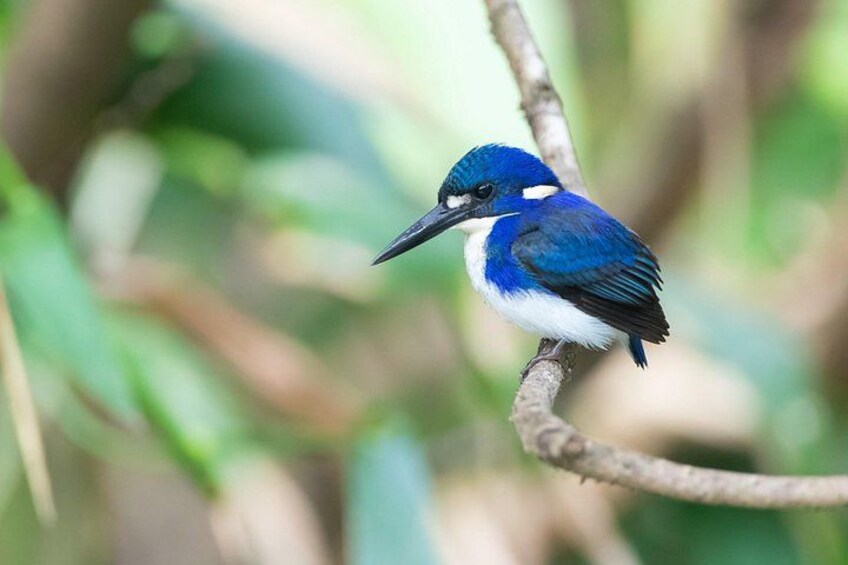 Ein blauer Vogel sitzt auf einem Zweig. 3
